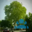 Platanus hispanica - von 3980076318_3890: Bild 11/11