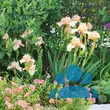 Helianthemum 'Lawrensons Pink' - von erika_6331: Bild 9/9