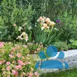 Helianthemum 'Lawrensons Pink' - von erika_6331: Bild 8/9