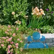 Helianthemum 'Lawrensons Pink' - von erika_6331: Bild 7/9
