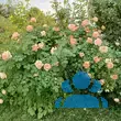 Rose 'The Lark Ascending' - von 2365760338_2954: Bild 13/13