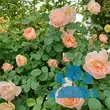 Rose 'The Lark Ascending' - von 2365760338_2954: Bild 12/13