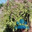 0ose 'Veilchenblau' (multiflora) - von 2996785066_1233: Bild 14/14
