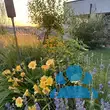 Hemerocallis 'Stella de Oro' - von katharina_646: Bild 6/6
