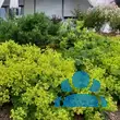 Alchemilla mollis - von 549652697_3833: Bild 12/12