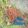 Berberis thunbergii 'Admiration' - von gabriele_4125: Bild 4/4