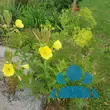 Oenothera macrocarpa (O. missouriensis) - von gabriele_4125: Bild 5/5