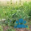 Phlomis russeliana - von gabriele_4125: Bild 10/10