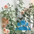 Rose 'Bathsheba' - von gizella_7067: Bild 11/11