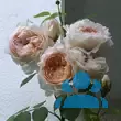 Rose 'Bathsheba' - von gizella_7067: Bild 10/11