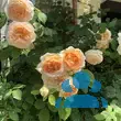 Rose 'Bathsheba' - von gizella_7067: Bild 9/11