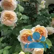 Rose 'Bathsheba' - von gizella_7067: Bild 8/11