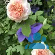 Rose 'Bathsheba' - von gizella_7067: Bild 7/11