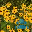 Rudbeckia fulgida 'Goldsturm' - von 2638176475_2813: Bild 10/10