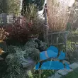Aster ericoides 'Snowflurry' - von 2075003487_2030: Bild 5/5
