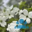 Cornus florida - von claudia_713: Bild 9/9