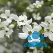 Cornus florida - von claudia_713: Bild 8/9