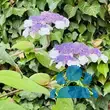 Hydrangea aspera sargentiana - von claudia_713: Bild 4/4