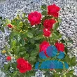 Rose 'Carris' - von monika_3809: Bild 13/14