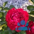 Rose 'Carris' - von monika_3809: Bild 12/14