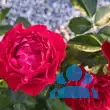 Rose 'Carris' - von monika_3809: Bild 11/14