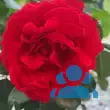 Rose 'Carris' - von monika_3809: Bild 10/14