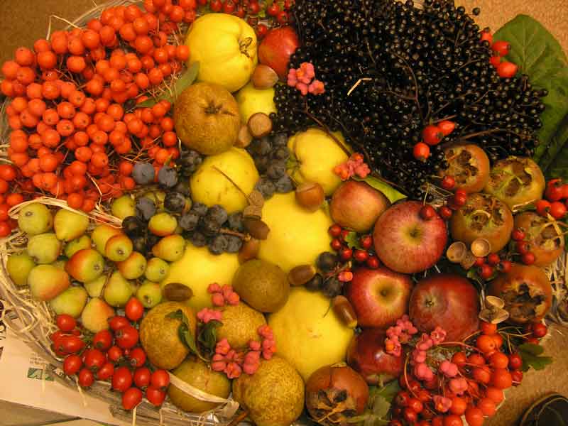 Früchte von Obstbäumen