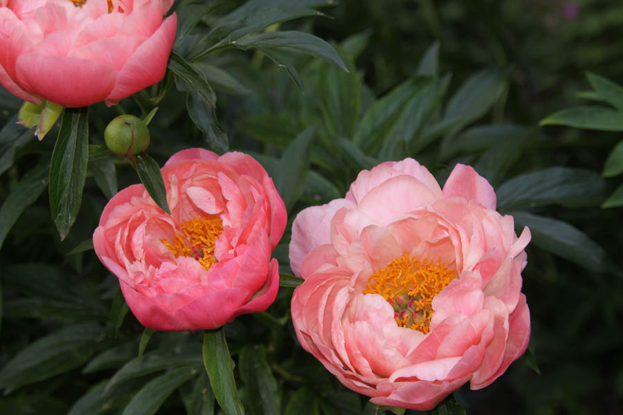 wunderschöne rosa Praskac Pfingstrose