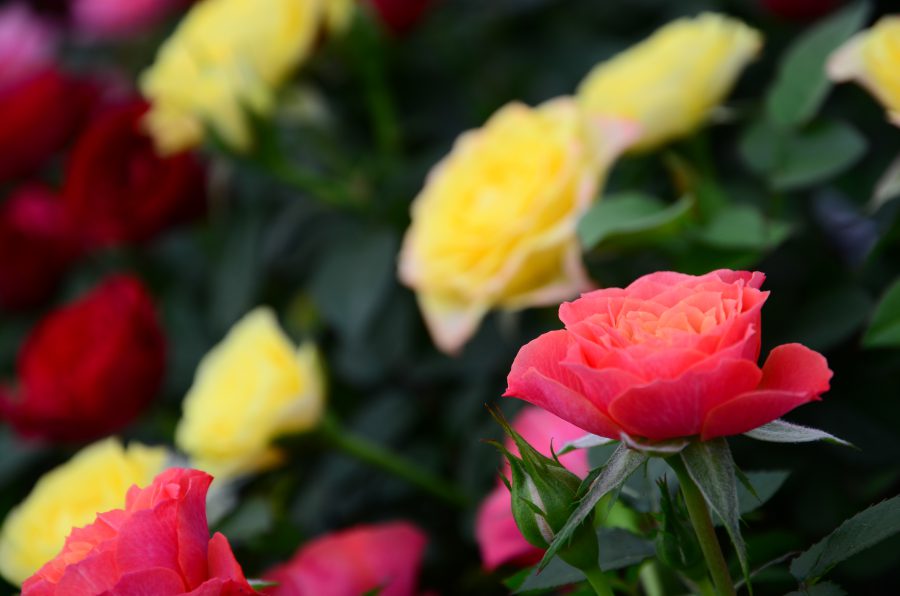 schöne Praskac Rosennahaufnahme in rosa und gelb