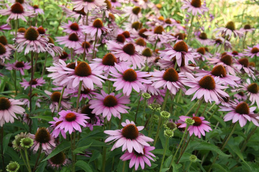 Sonnenhut in Lila roter-sonnenhut-echinacea-purpurea-magnus