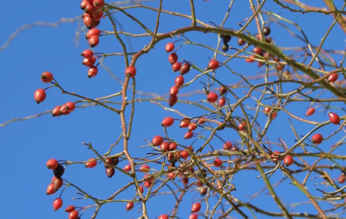 Bunte Früchte Herbstfärbung