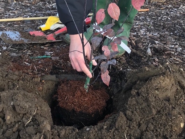Herbstpflanzung Strauch