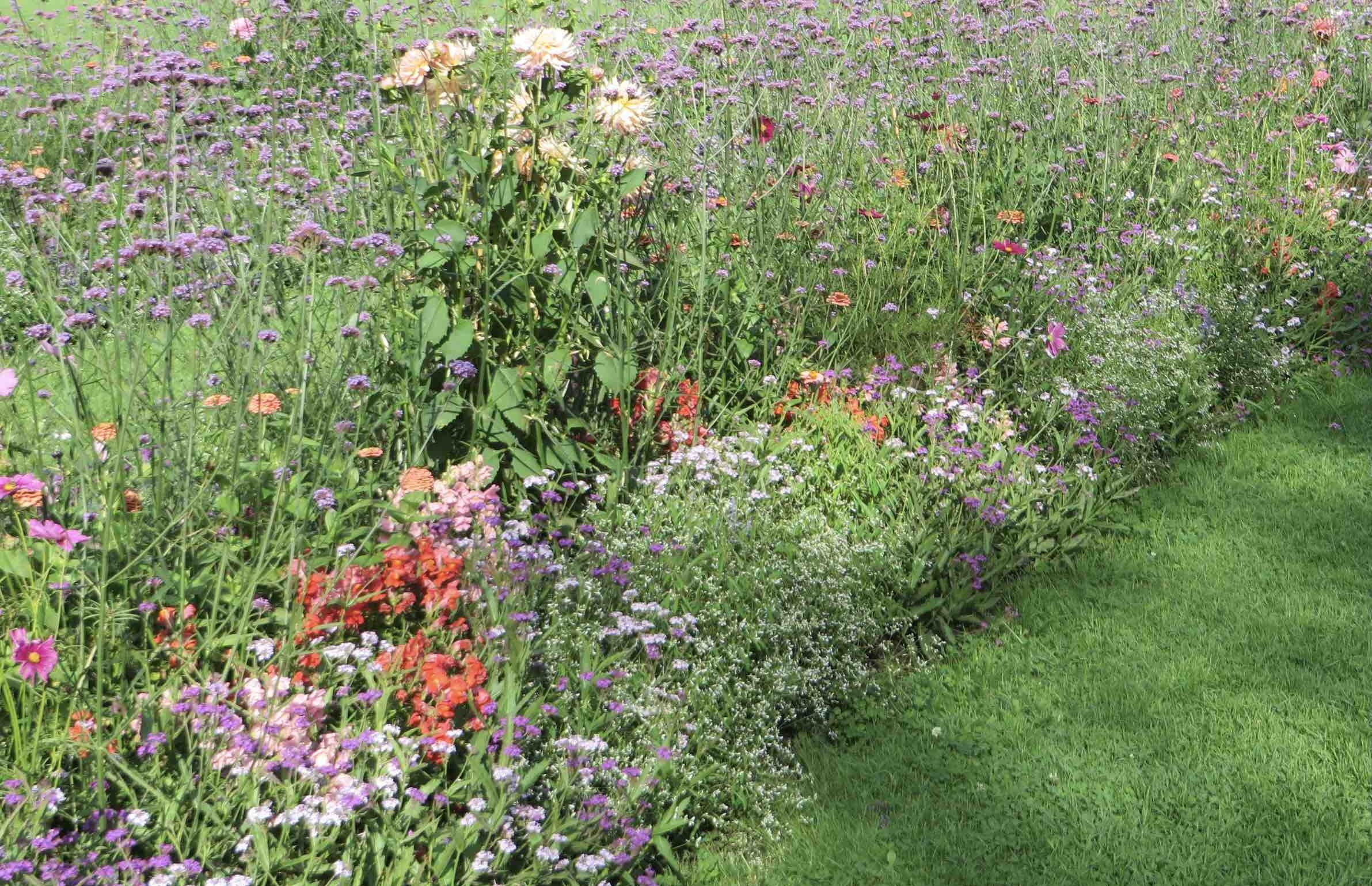 Blumenrasen als pflegeleichte Rasenalternative