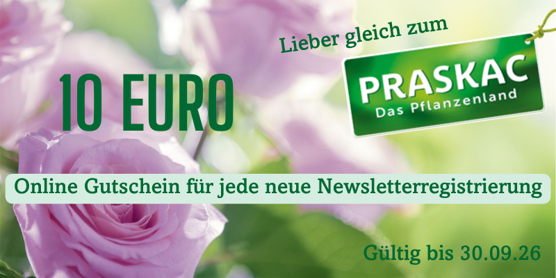 Gutschein Mailchimp_Aug_26